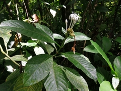 Palicourea tetragona