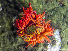 Allopetrolisthes spinifrons