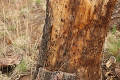 Melanerpes formicivorus