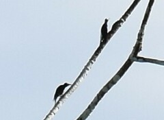 Melanerpes cruentatus