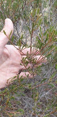 Acacia microcarpa