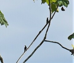 Melanerpes cruentatus