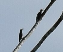 Melanerpes cruentatus