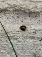 Agroiconota propinqua