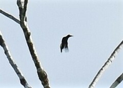 Melanerpes cruentatus