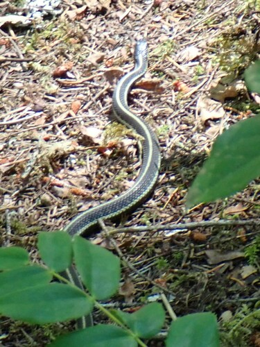 Garter Snake