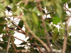 Eudynamys scolopaceus