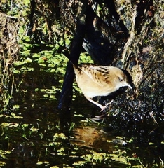 Cistothorus apolinari