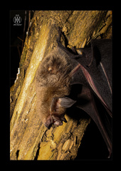 Pteronotus mesoamericanus