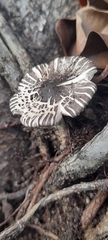 Fungi