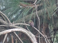 Saucerottia beryllina