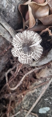 Fungi