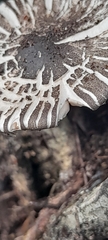 Fungi