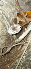Fungi
