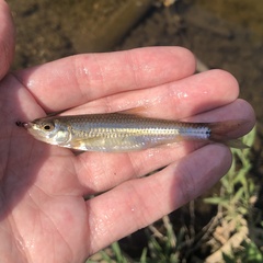 Notropis hudsonius
