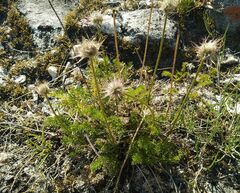 Pulsatilla tenuiloba