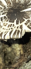Fungi
