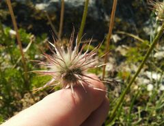 Pulsatilla tenuiloba