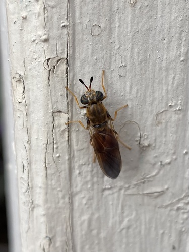 Hermetia concinna photo 4