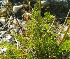 Pulsatilla tenuiloba