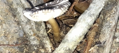 Fungi