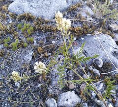 Astragalus versicolor