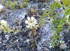 Astragalus versicolor