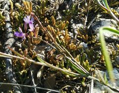 Polygala tenuifolia