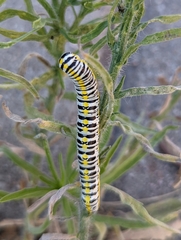 Pontia sisymbrii