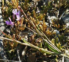 Polygala tenuifolia