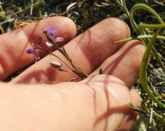 Polygala tenuifolia