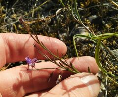 Polygala tenuifolia