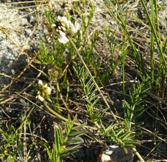 Astragalus inopinatus