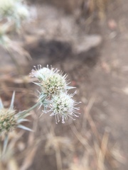 Eryngium jepsonii