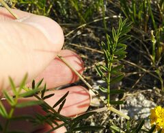 Astragalus inopinatus