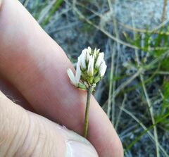 Astragalus inopinatus
