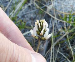 Astragalus inopinatus