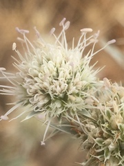 Eryngium jepsonii
