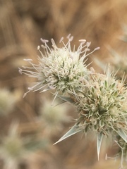 Eryngium jepsonii