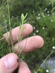 Sabatia gentianoides