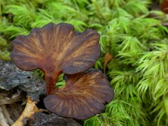 Polyporus nigrocristatus
