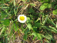 Erigeron procumbens
