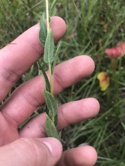 Ludwigia hirtella