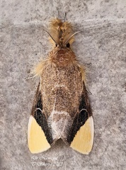Pida apicalis