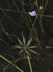 Utricularia benjaminiana
