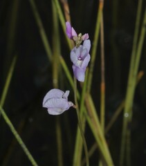 Utricularia benjaminiana