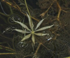 Utricularia benjaminiana