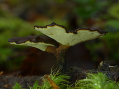 Polyporus nigrocristatus