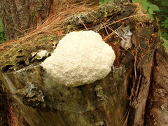 Fuligo septica candida
