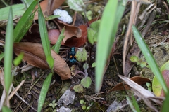 Pseudoxycheila chaudoiri